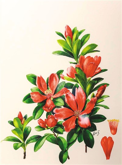 妙笔绘植物,丹青聚芳华